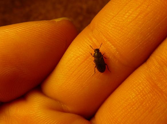 blister bugs in alfalfa hay